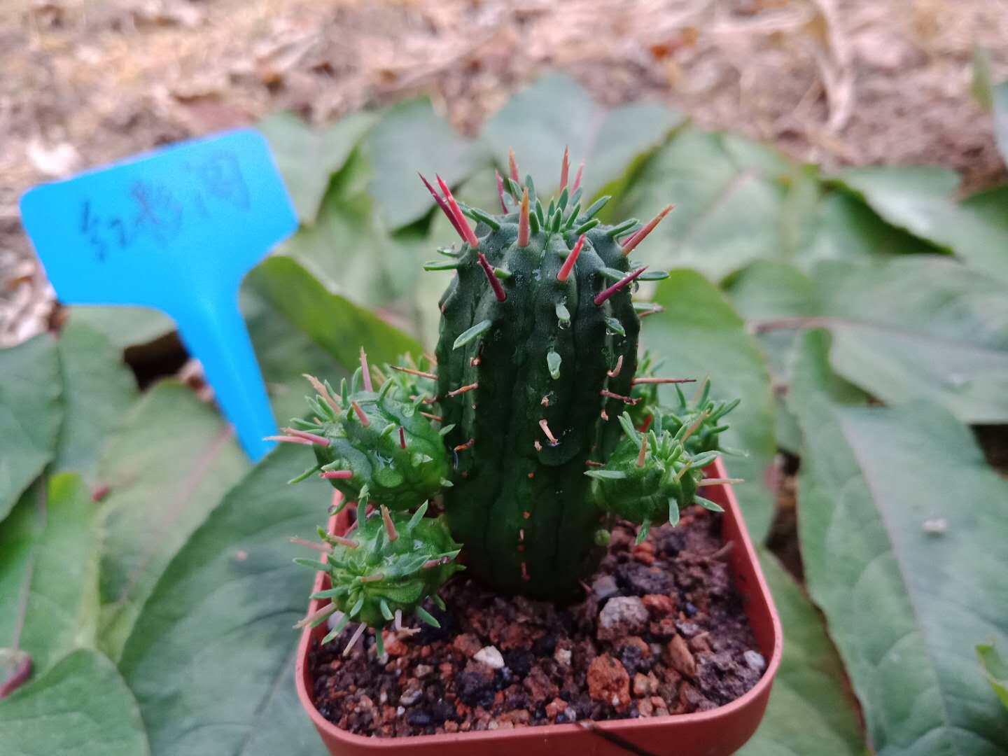 漳州嘟嘟仙人球【虹彩阁】红彩阁小仙人掌侧芽批 发自根仙人球植