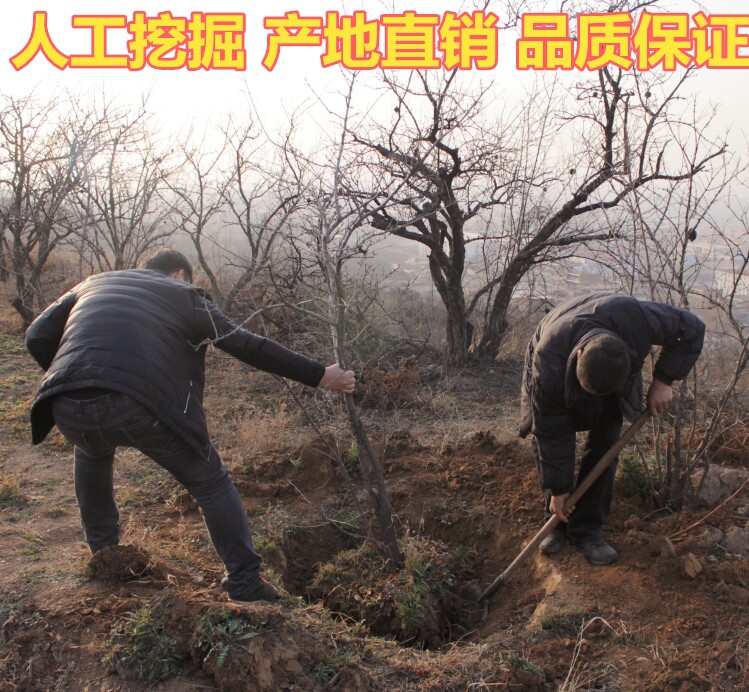 陕西临潼石榴树苗盆栽地栽石榴树庭院植物果树苗精品7公分石榴苗