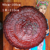 90cm 1米半野生赤灵芝特大灵芝摆件观赏盆景巨型超大红灵芝干整枝