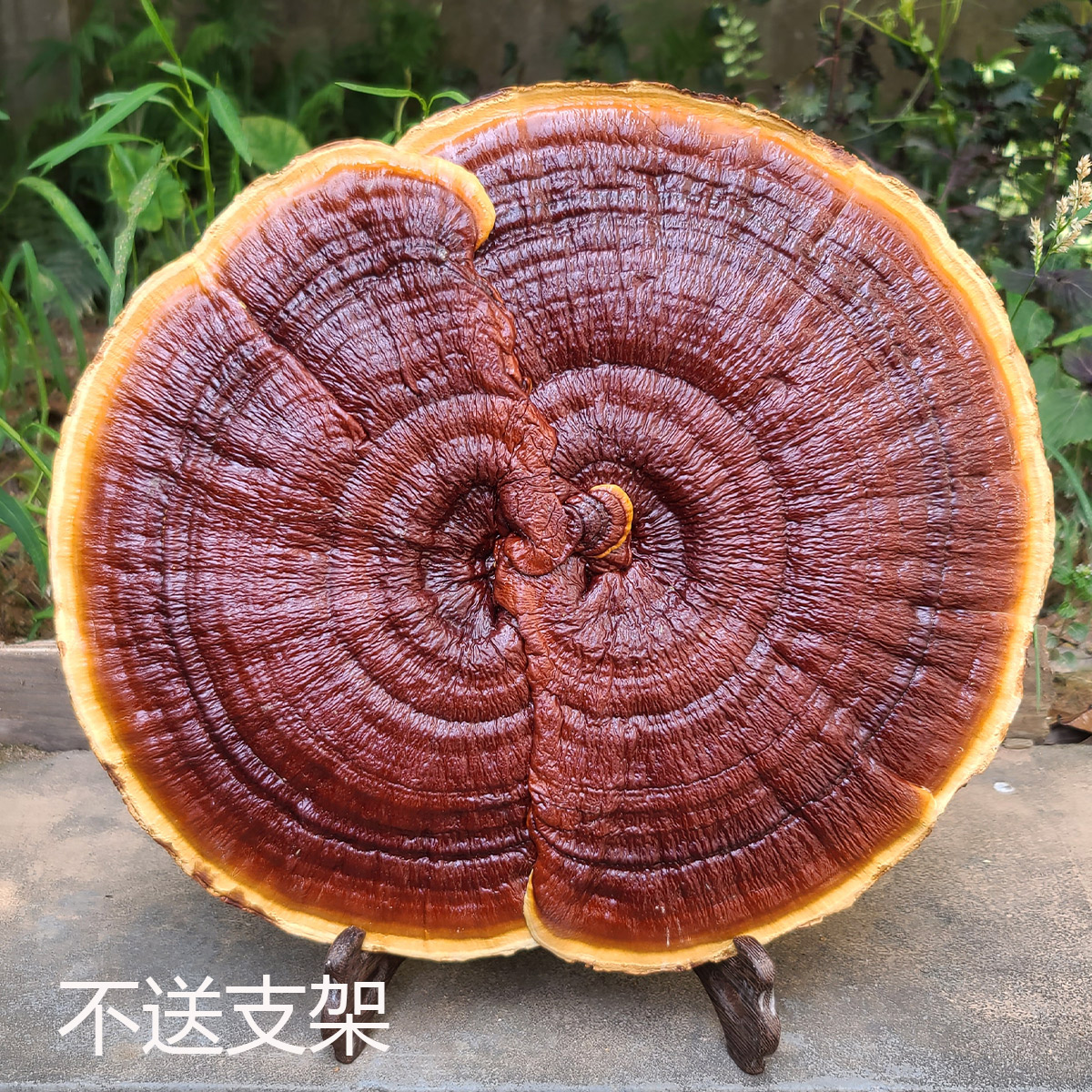 30-40厘米花朵型金边红灵芝花灵芝赤灵芝摆件办公盆景整枝半野生