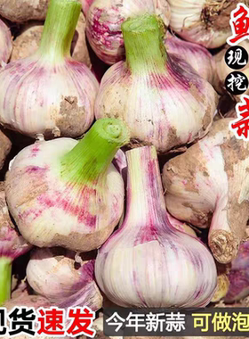 2026新鲜大蒜多瓣糖醋蒜现挖现发