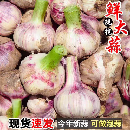 2026新鲜大蒜多瓣糖醋蒜现挖现发
