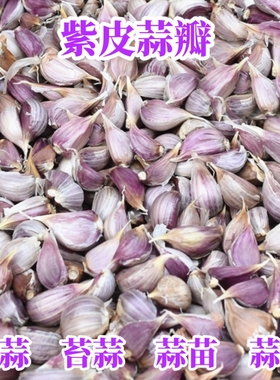 紫皮蒜瓣5十斤寒蒜苔蒜蒜苗蒜苔独头二水早红根香蒜硬叶大蒜苗籽