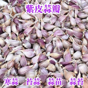 紫皮蒜瓣十斤独头二水早红根香蒜