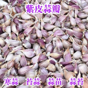 紫皮蒜瓣5十斤寒蒜苔蒜蒜苗蒜苔独头二水早红根香蒜硬叶大蒜苗籽