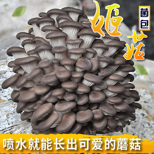 喷水就长好吃好养在家种蘑菇