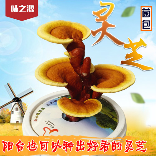 灵芝菌棒喷水生长种植简单