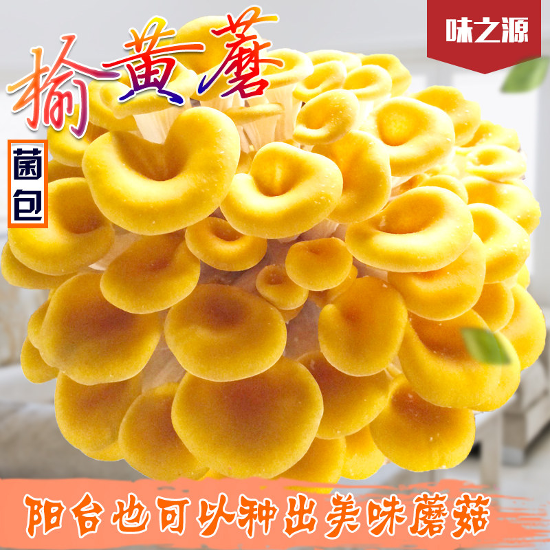食用菌包菌种菌棒榆黄蘑菇种阳台办公室趣味盆栽种植包多肉植物