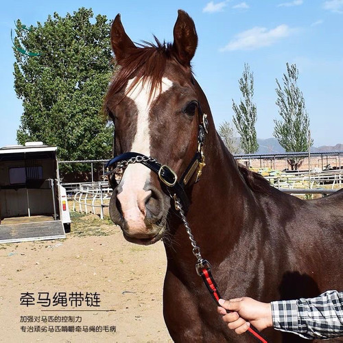 迪凯马具用品防挣脱金属链条马术牵马绳公马训练牵引绳马带牵引
