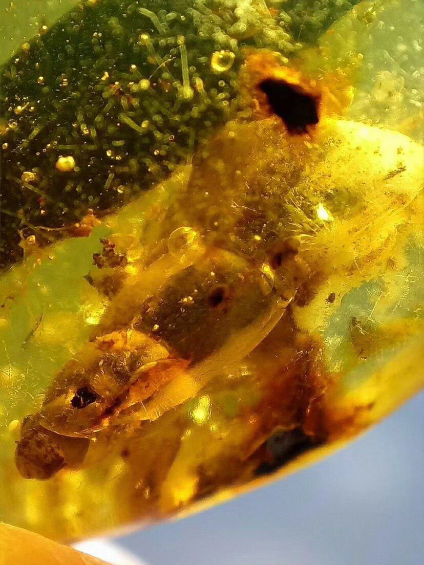 【素缘】缅甸纯天然虫珀吊坠0221 09琥珀带螺丝植物叶子标本挂件