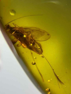 素缘缅甸天然虫珀吊坠1216琥珀带石蛾标本化石原矿坠子挂件