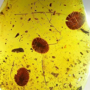 素缘缅甸天然虫珀吊坠0322琥珀带水生扁泥甲标本化石原石坠子挂件