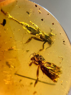 素缘缅甸天然虫珀吊坠0623 94琥珀带蝼蛄标本化石原矿坠子