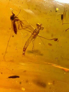 新年特价素缘缅甸天然虫珀吊坠0814 36琥珀带蜉蝣虫窝标本化石