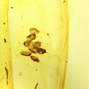 素缘缅甸天然虫珀吊坠0418 88琥珀带植物种子标本化石原石坠子