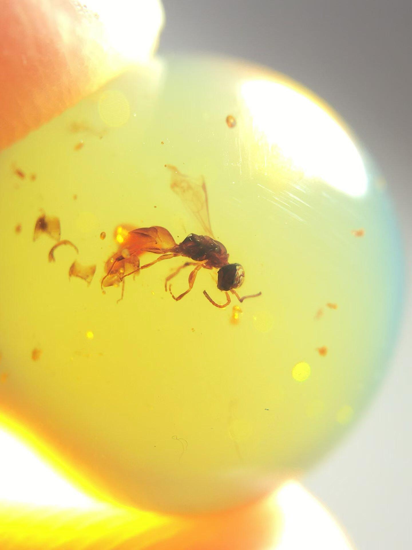 素缘缅甸天然虫珀吊坠0402琥珀带蜜蜂珠子标本化石原矿