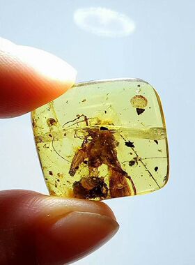 素缘缅甸天然虫珀吊坠0105 20琥珀带螽斯标本化石原矿坠子