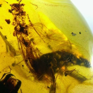 素缘缅甸天然虫珀吊坠0413 30琥珀带石蝇标本化石原石坠子挂件