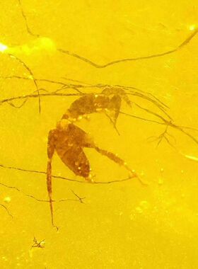 素缘缅甸天然虫珀吊坠0105 14琥珀带蟋蟀标本化石原矿坠子