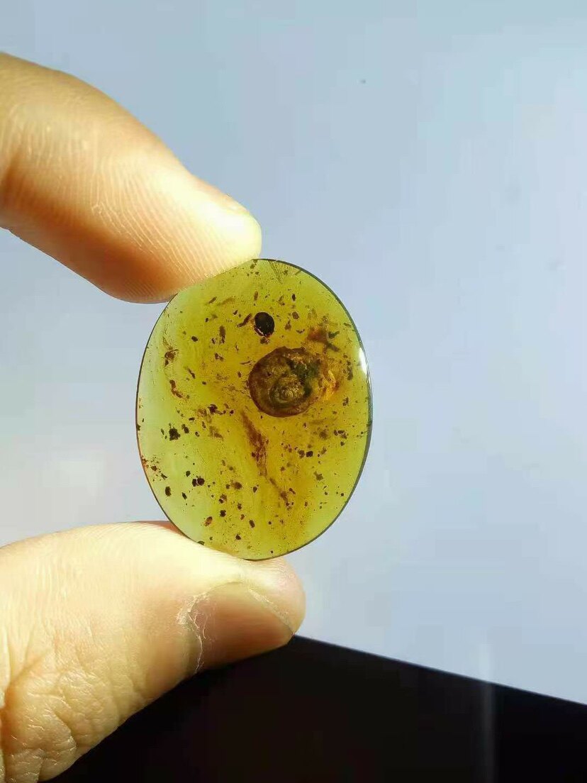 【素缘】缅甸纯天然虫珀吊坠0718 08琥珀带蜗牛标本挂件戒面坠子