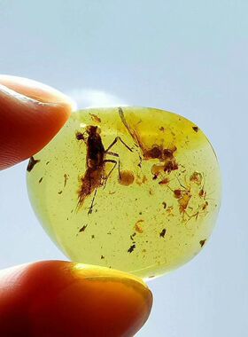 素缘缅甸天然虫珀吊坠0105 13琥珀带蜚蠊标本化石原矿坠子