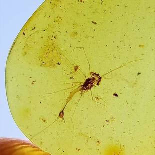 素缘缅甸天然虫珀吊坠0218 08琥珀带蜉蝣标本化石原矿坠子挂件