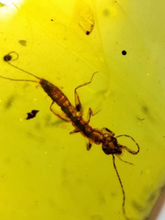 素缘缅甸天然虫珀吊坠0403琥珀带长尾丝蠼螋标本化石原矿坠子