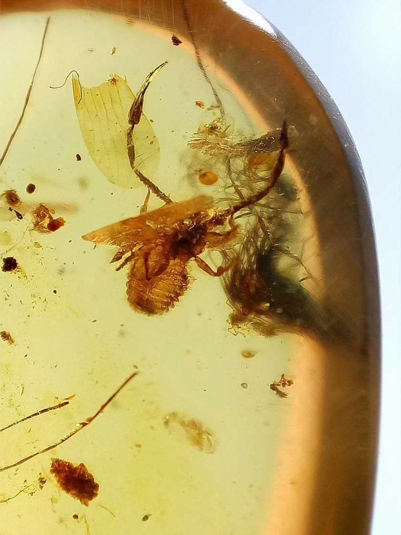 【素缘】缅甸纯天然虫珀吊坠0610 04琥珀带拟蝎植物标本挂件坠子