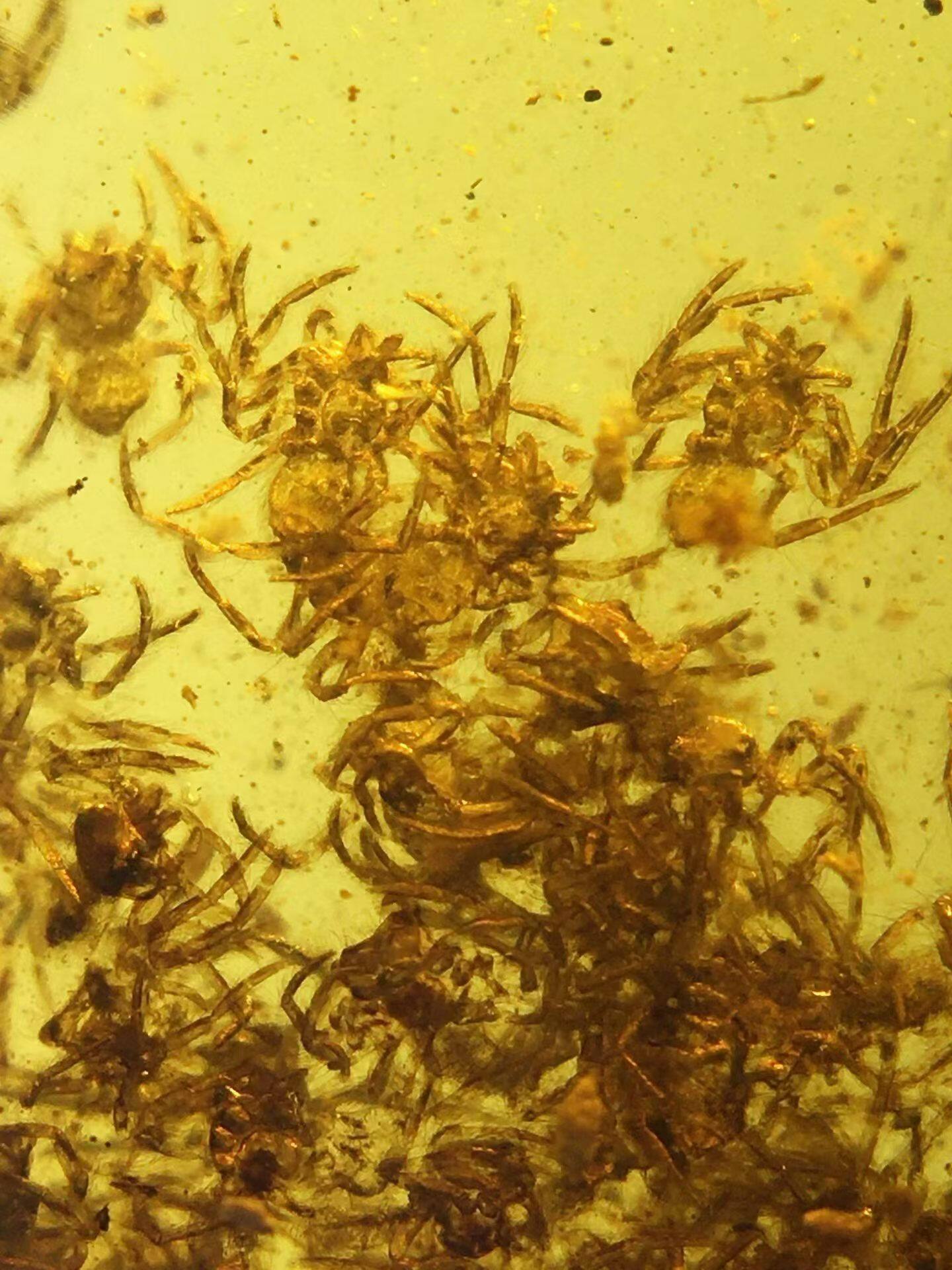素缘缅甸天然虫珀吊坠0427琥珀带蜘蛛窝标本化石原矿坠子