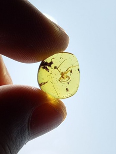 素缘缅甸天然虫珀吊坠0904 03琥珀带蜘蛛标本化石原石坠子蠼螋