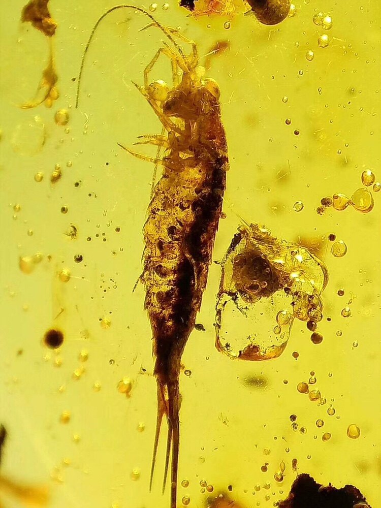 【素缘】缅甸纯天然虫珀戒指0503 03琥珀带原始石蛃蜘蛛 蚊子标本