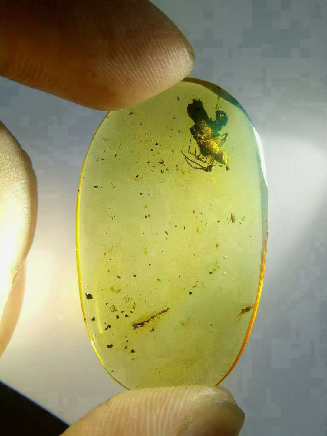 素缘缅甸天然虫珀吊坠0727 50琥珀带蜘蛛搬卵标本化石原矿坠子