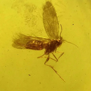 素缘缅甸天然虫珀吊坠0322 21琥珀带石蛾标本化石原石坠子挂件