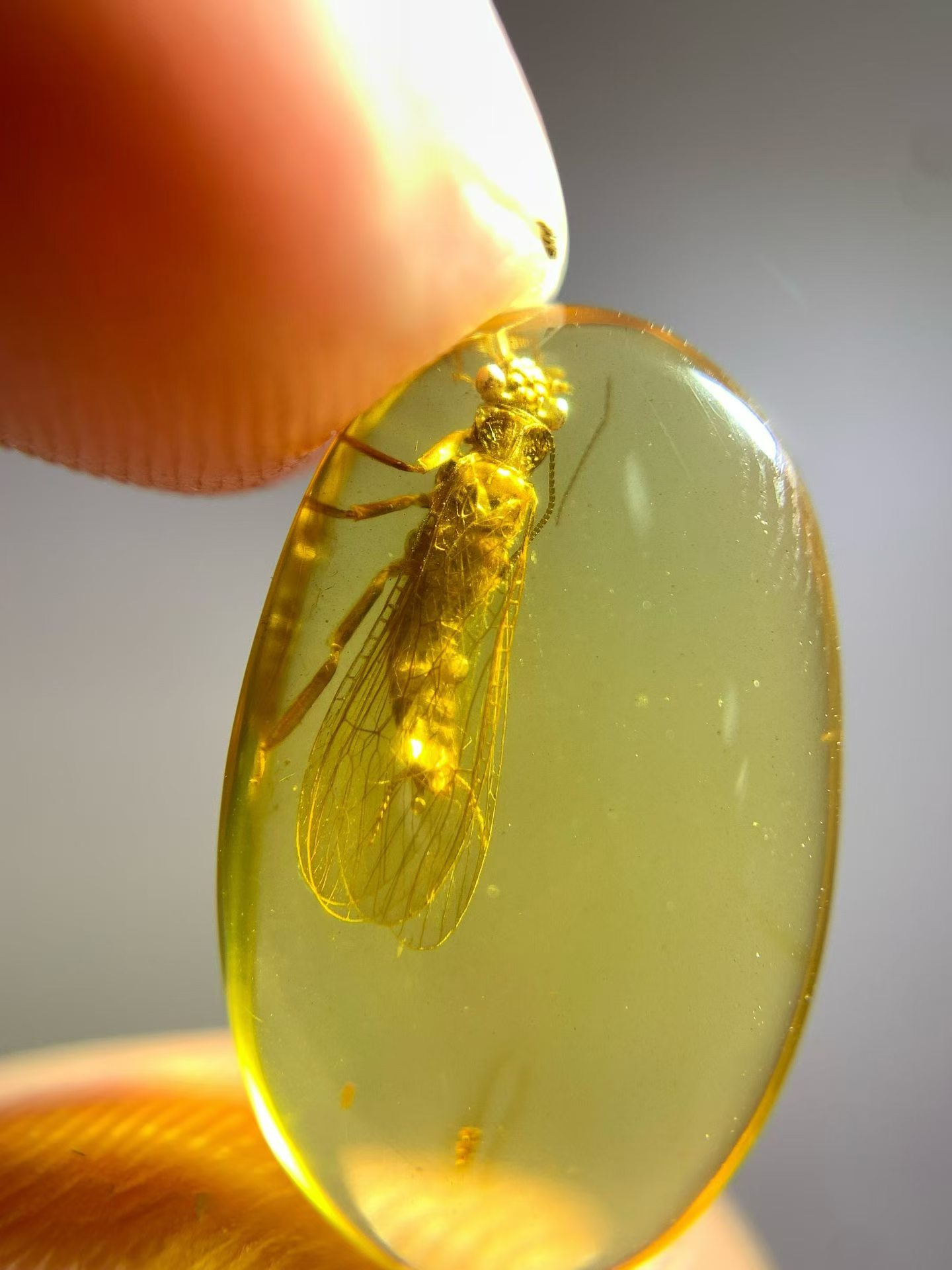 素缘缅甸天然虫珀吊坠0610琥珀带石蝇标本化石原矿坠子