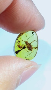 素缘缅甸天然虫珀吊坠0124琥珀带长足蜚蠊蠼螋标本化石原石坠子