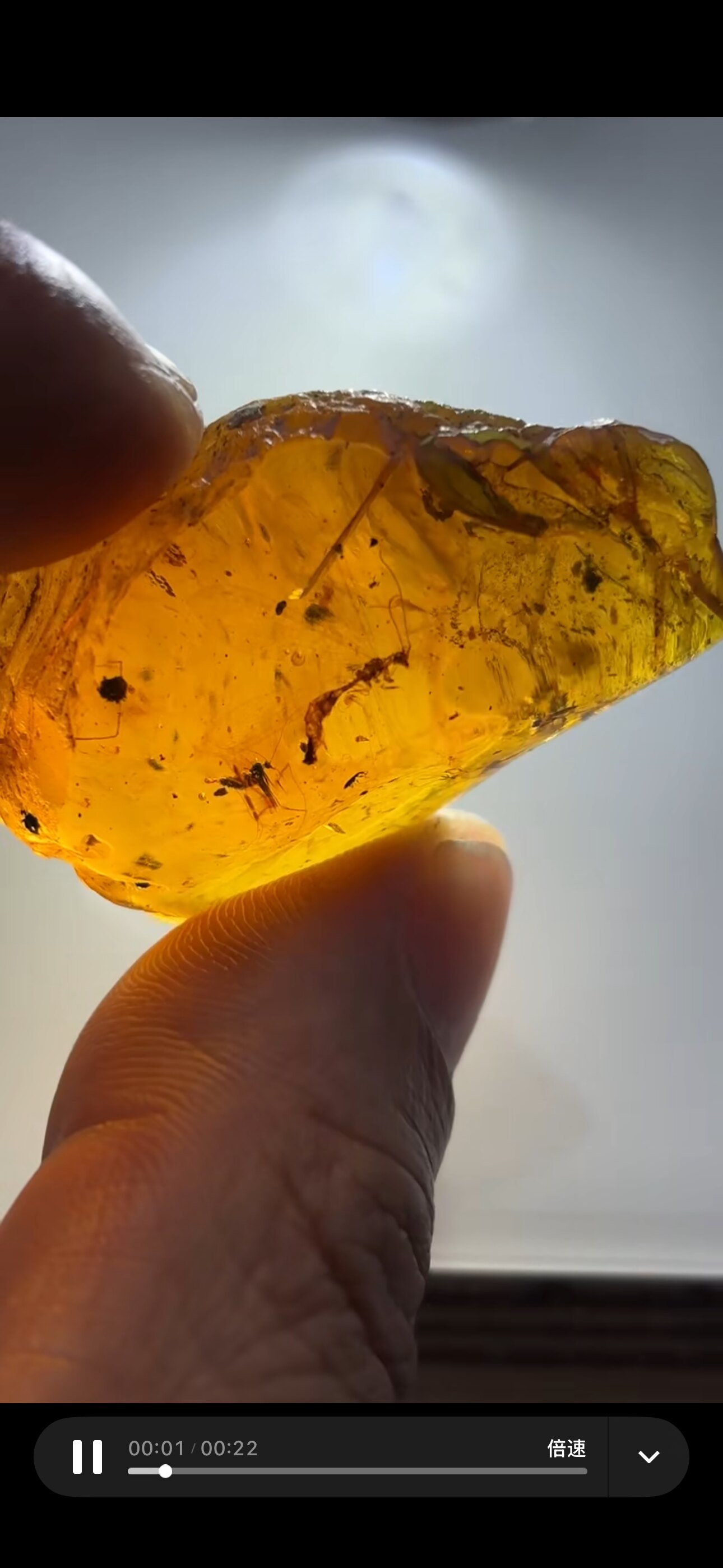 素缘缅甸天然虫珀吊坠0610琥珀带蛉标本化石原矿坠子