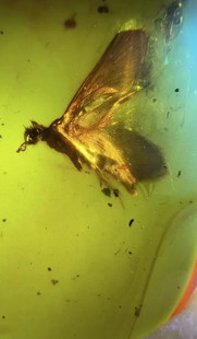 素缘缅甸天然虫珀吊坠0521琥珀带石蛾标本化石原矿坠子挂件