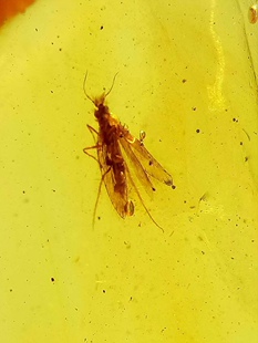 素缘缅甸天然虫珀吊坠0625 156琥珀带石蛾标本化石原石坠子戒面