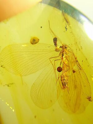 素缘缅甸天然虫珀吊坠0329琥珀带栉角蛉标本化石原矿坠子