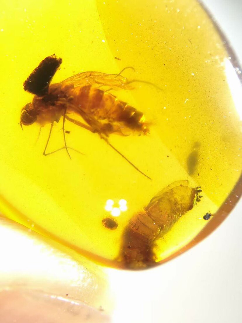 素缘缅甸天然虫珀吊坠1208琥珀带食虫虻羽化标本化石原石坠子戒面