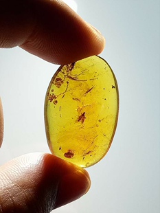 素缘缅甸天然虫珀吊坠0625 181琥珀带石蛾标本化石原石坠子