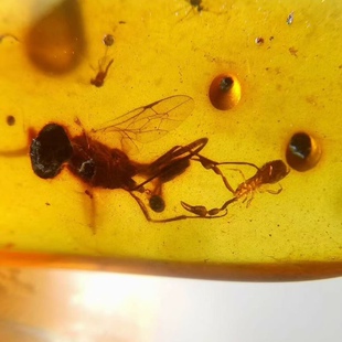 素缘缅甸天然虫珀吊坠0117 17琥珀带拟蝎搭车虻标本化石原石坠子