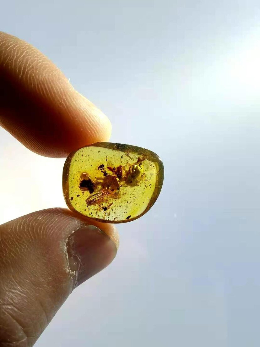 【素缘】缅甸纯天然虫珀吊坠0430 19琥珀带螺蛳标本挂件戒面坠子