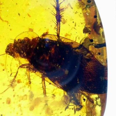 素缘缅甸天然虫珀吊坠0705 35琥珀带蜚蠊标本化石原矿坠子挂件