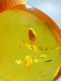 素缘缅甸天然虫珀吊坠1215 241琥珀带植物种子标本化石原石坠子
