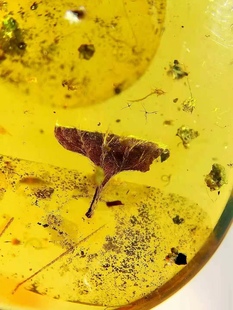 【素缘】缅甸纯天然虫珀吊坠0403 15琥珀带植物种子标本挂件坠子