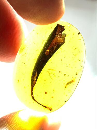 素缘缅甸天然虫珀吊坠0822琥珀带植物叶子标本化石原矿坠子
