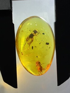 素缘缅甸天然虫珀吊坠0820琥珀带蝼蛄标本化石原矿坠子