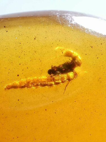 【素缘】缅甸纯天然虫珀吊坠0329 07琥珀带蛇蛉幼虫蚊子标本挂件
