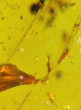 素缘缅甸天然虫珀吊坠0105 17琥珀带蚊子标本化石原矿坠子挂件